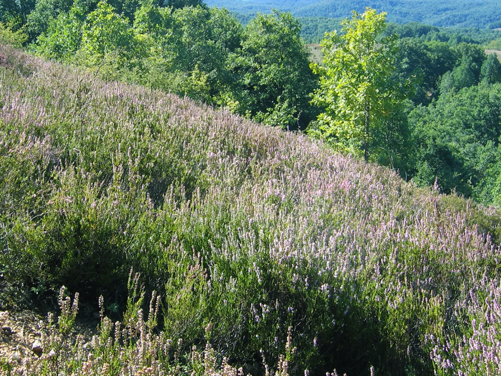 Tree Heath (Erica Arborea) — Its upright form and fine texture make it ideal for accents in Mediterranean or rock gardens