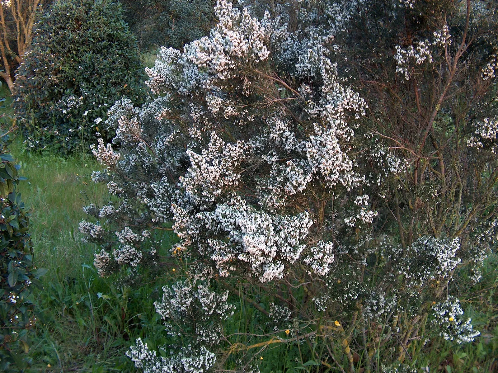 Tree Heath (Erica Arborea) — needle-like leaves approximately 0.2 to 0.6 inches in length; erica arborea is resistant to drought once established, image 65