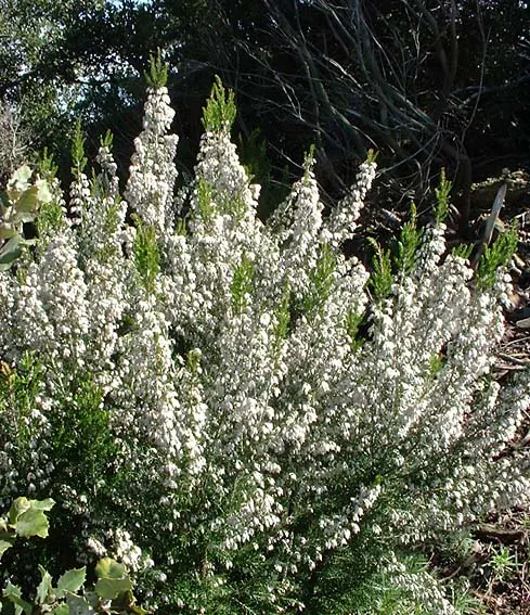 Tree Heath (Erica Arborea) — each emitting a delightful