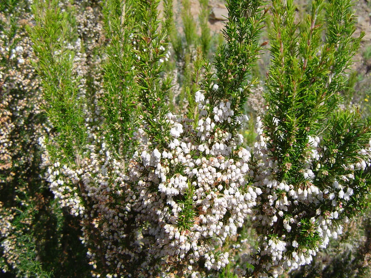 Tree Heath (Erica Arborea) — Blooming occurs from late winter through early spring, offering attractive nectar sources for pollinators; white, image 58
