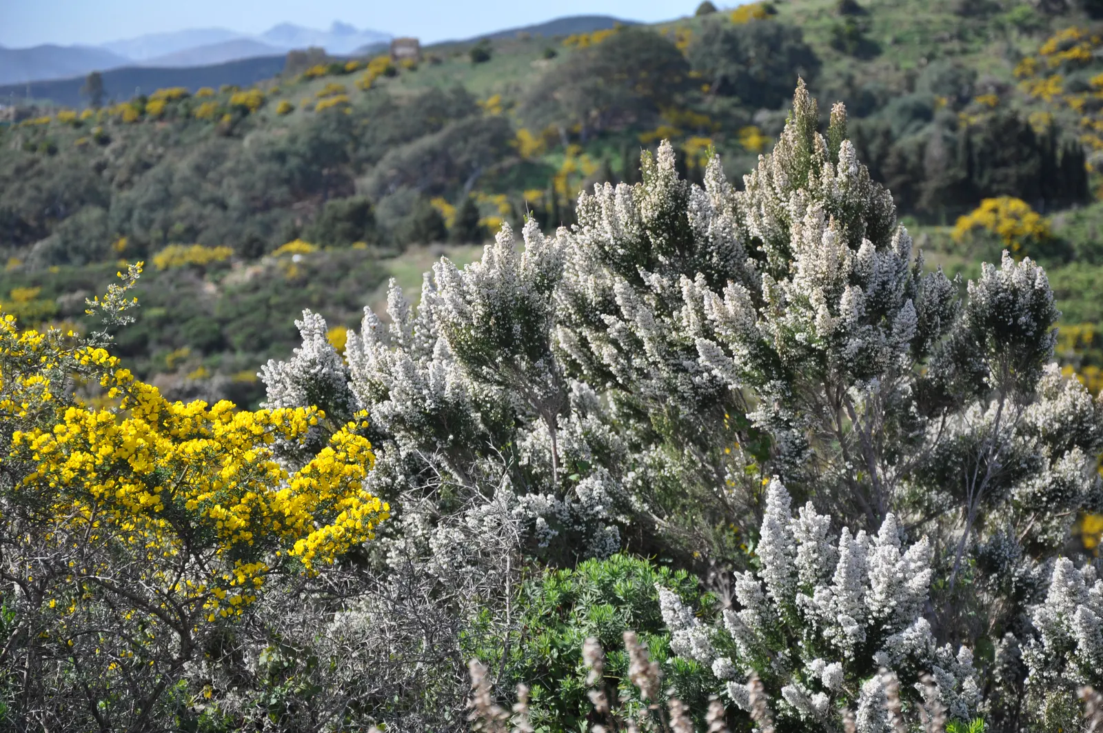 Tree Heath (Erica Arborea) — the Tree Heath is enveloped in a profusion of bell-shaped