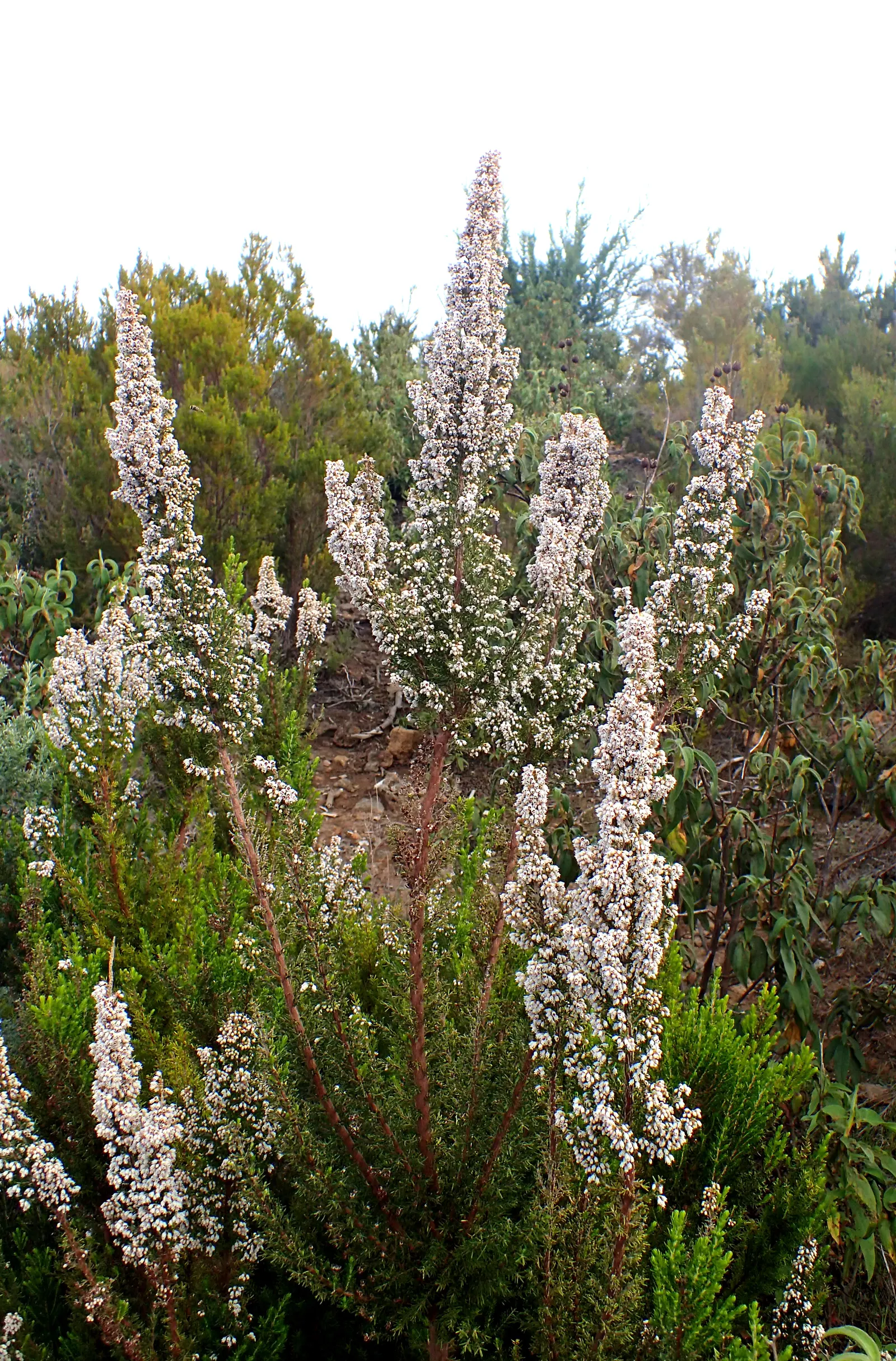 Tree Heath (Erica Arborea) — is a captivating evergreen species well-suited for adding structure and elegance to any landscape design; hardy to, image 61