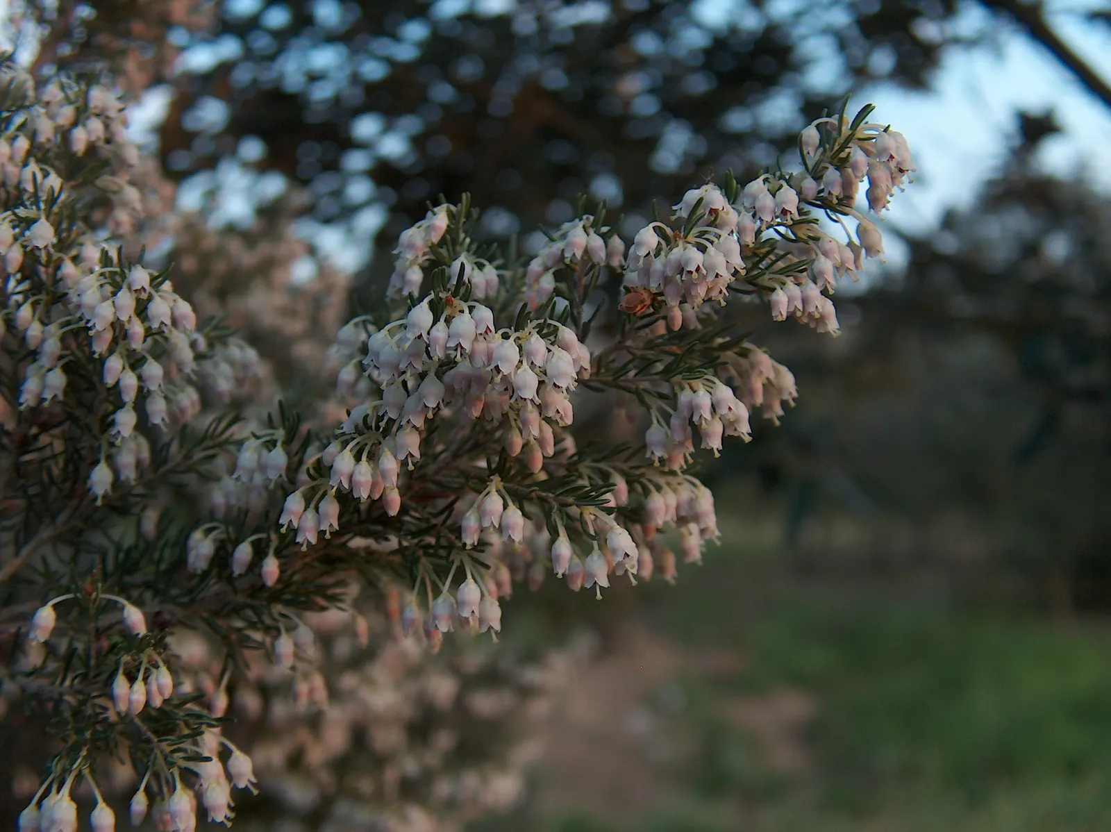 Tree Heath (Erica Arborea) — with some specimens soaring up to 20 feet under ideal conditions; feathery texture.<br><br>From late winter into spring, image 64