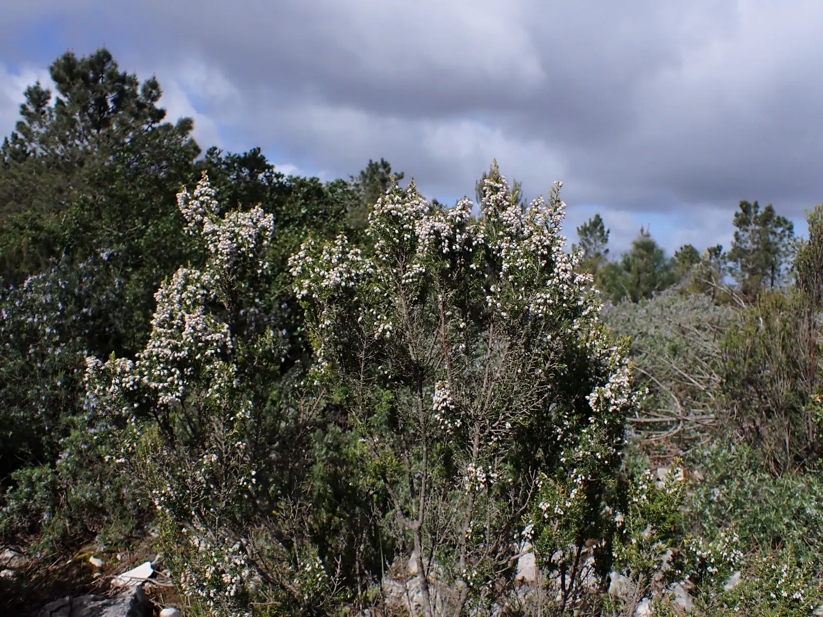 Tree Heath (Erica Arborea) — provide the Tree Heath with occasional pruning to maintain its shape and encourage new growth