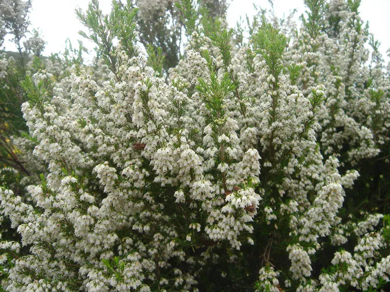 Tree Heath (Erica Arborea) — is a captivating evergreen species well-suited for adding structure and elegance to any landscape design