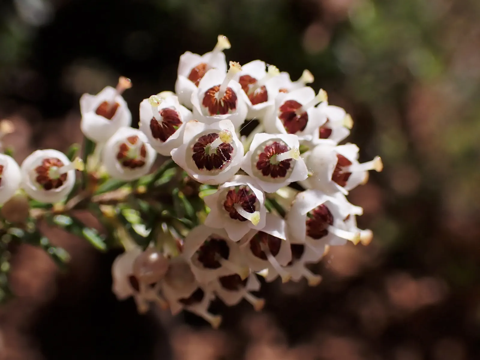 Tree Heath (Erica Arborea) — Hardy to USDA zones 7 through 9; provide the Tree Heath with occasional pruning to maintain its shape and encourage new growth