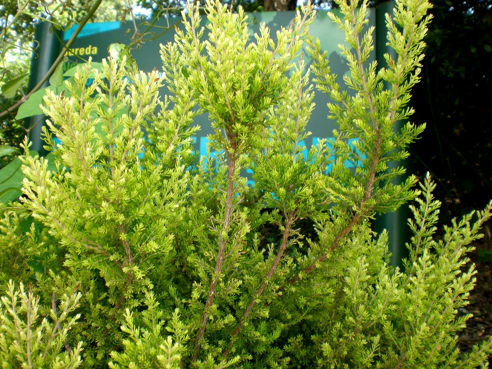 Tree Heath (Erica Arborea) — To achieve optimal growth and flowering