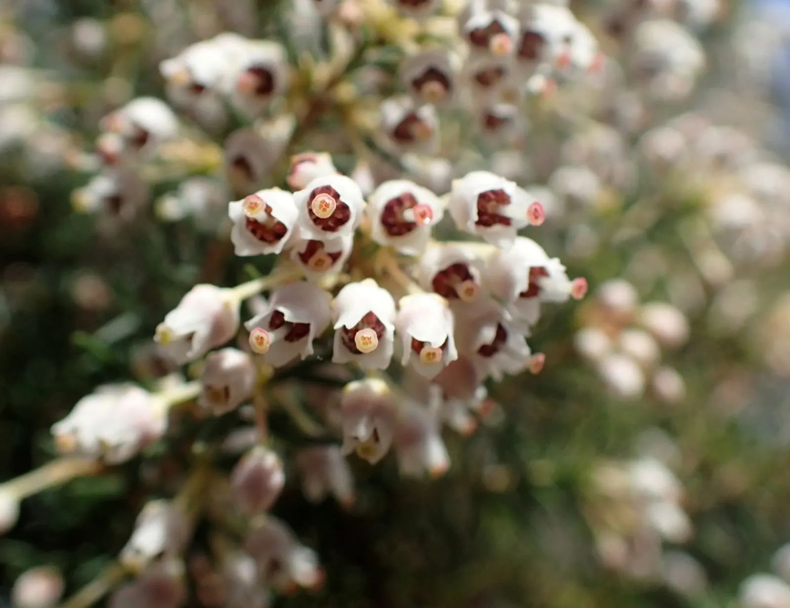 Tree Heath (Erica Arborea) — white flowers measuring around 0.12 inches across; to achieve optimal growth and flowering