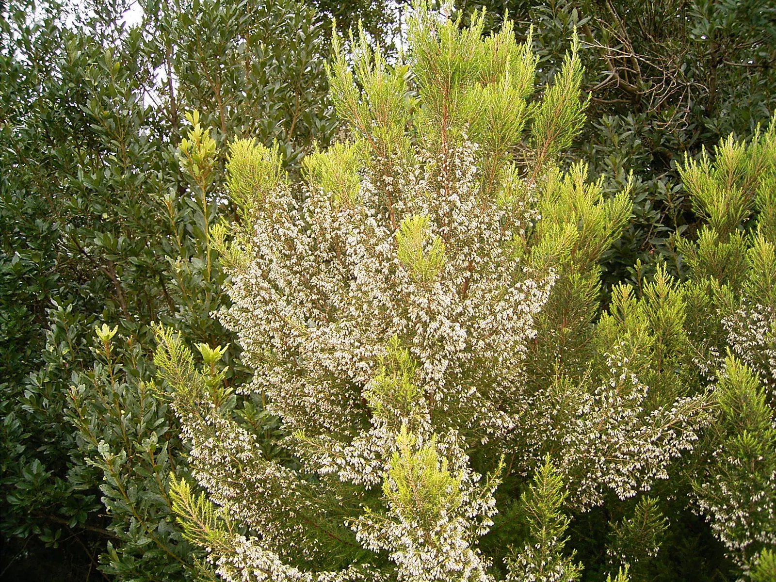 Tree Heath (Erica Arborea) — feathery texture.<br><br>From late winter into spring