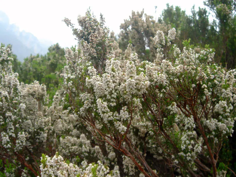 Tree Heath (Erica Arborea) — Erica arborea is resistant to drought once established