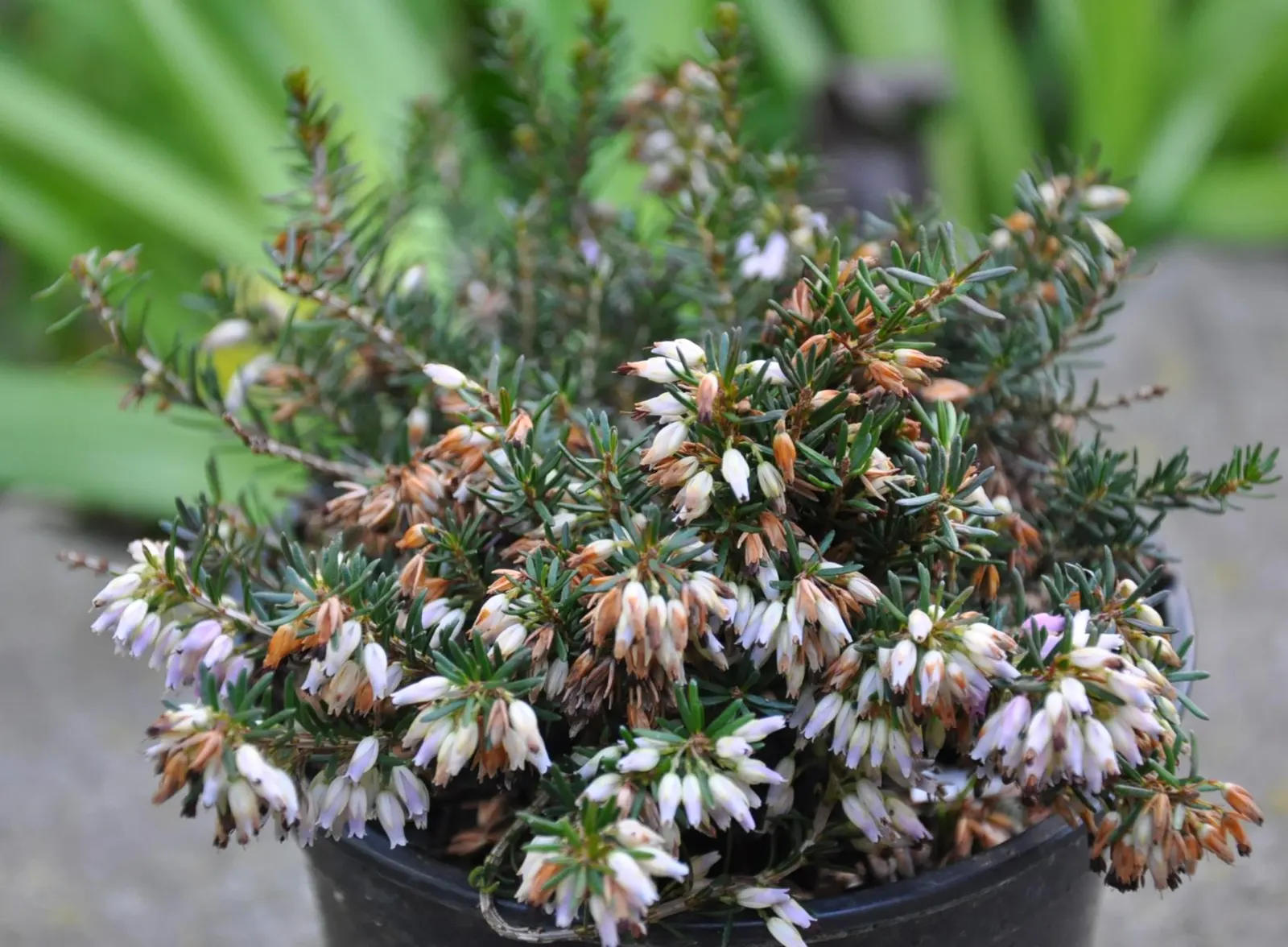 Tree Heath (Erica Arborea) — preferring well-drained acidic soil