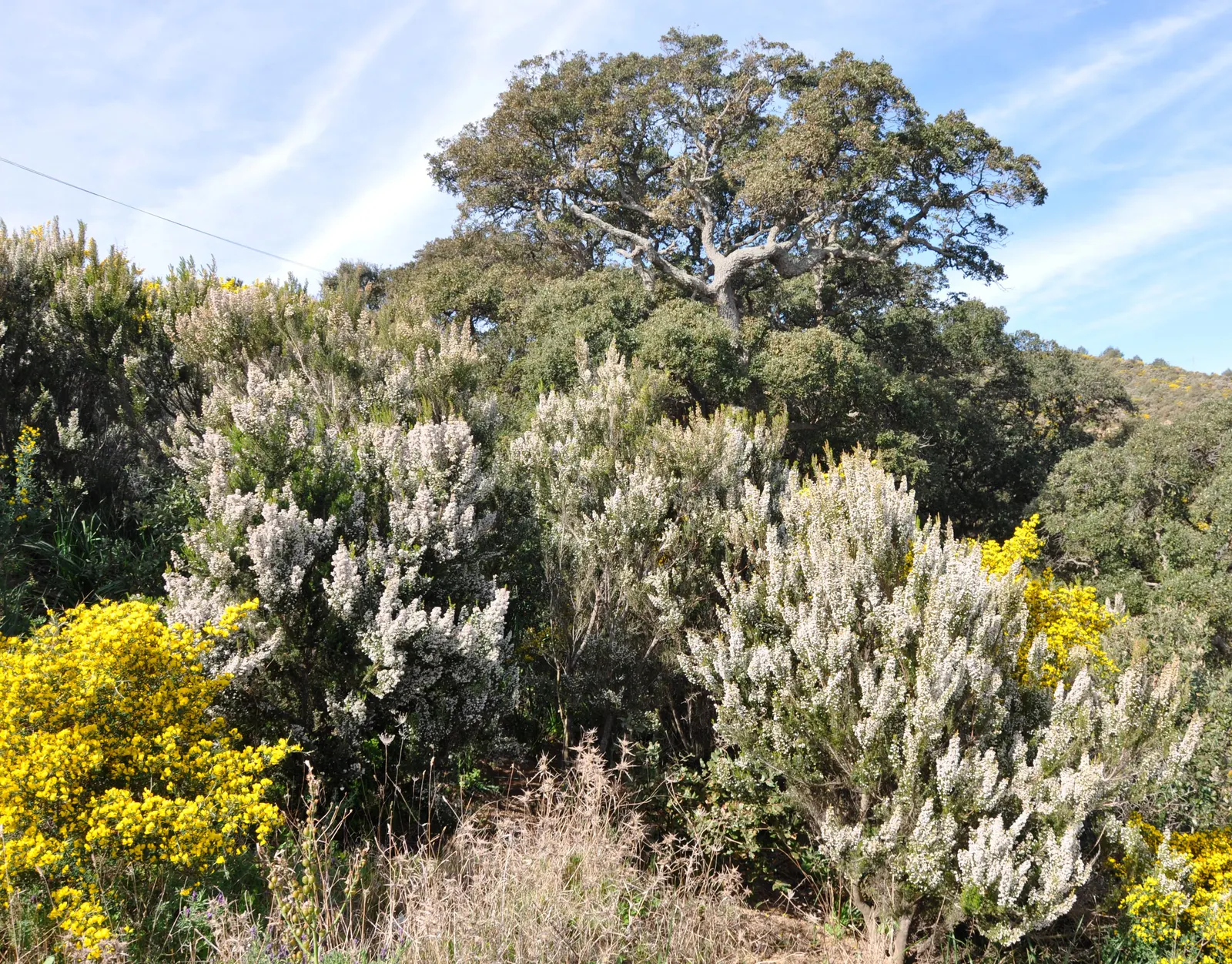 Tree Heath (Erica Arborea) — preferring well-drained acidic soil; acidic soils and favors a site with full sun to partial shade, image 57