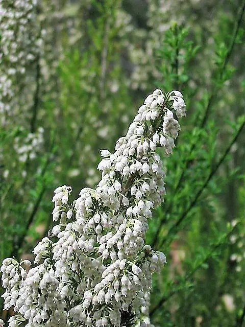 Tree Heath (Erica Arborea) — arranged in whorls that present a fine; broadleaf evergreen / shrub / tree for full or half