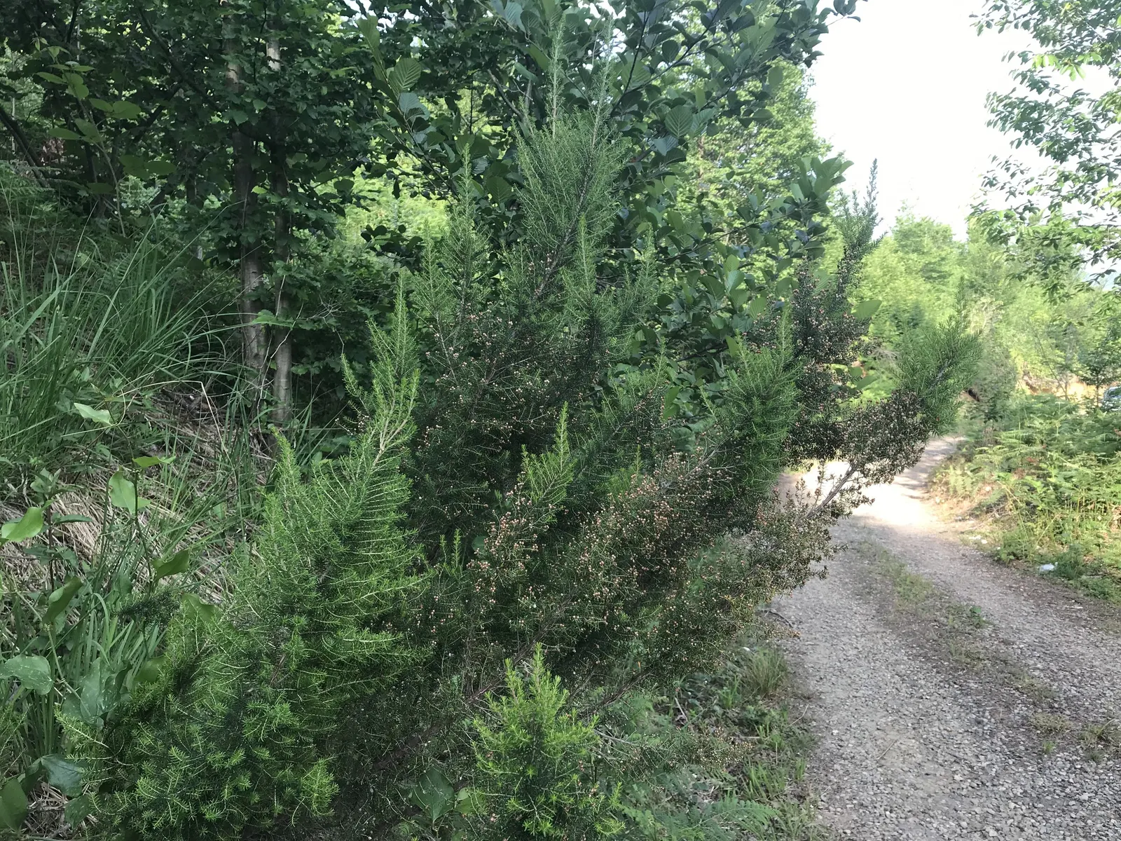 Tree Heath (Erica Arborea) — Erica arborea is resistant to drought once established; its needle-like leaves and profuse white-to-pink bell-shaped flowers