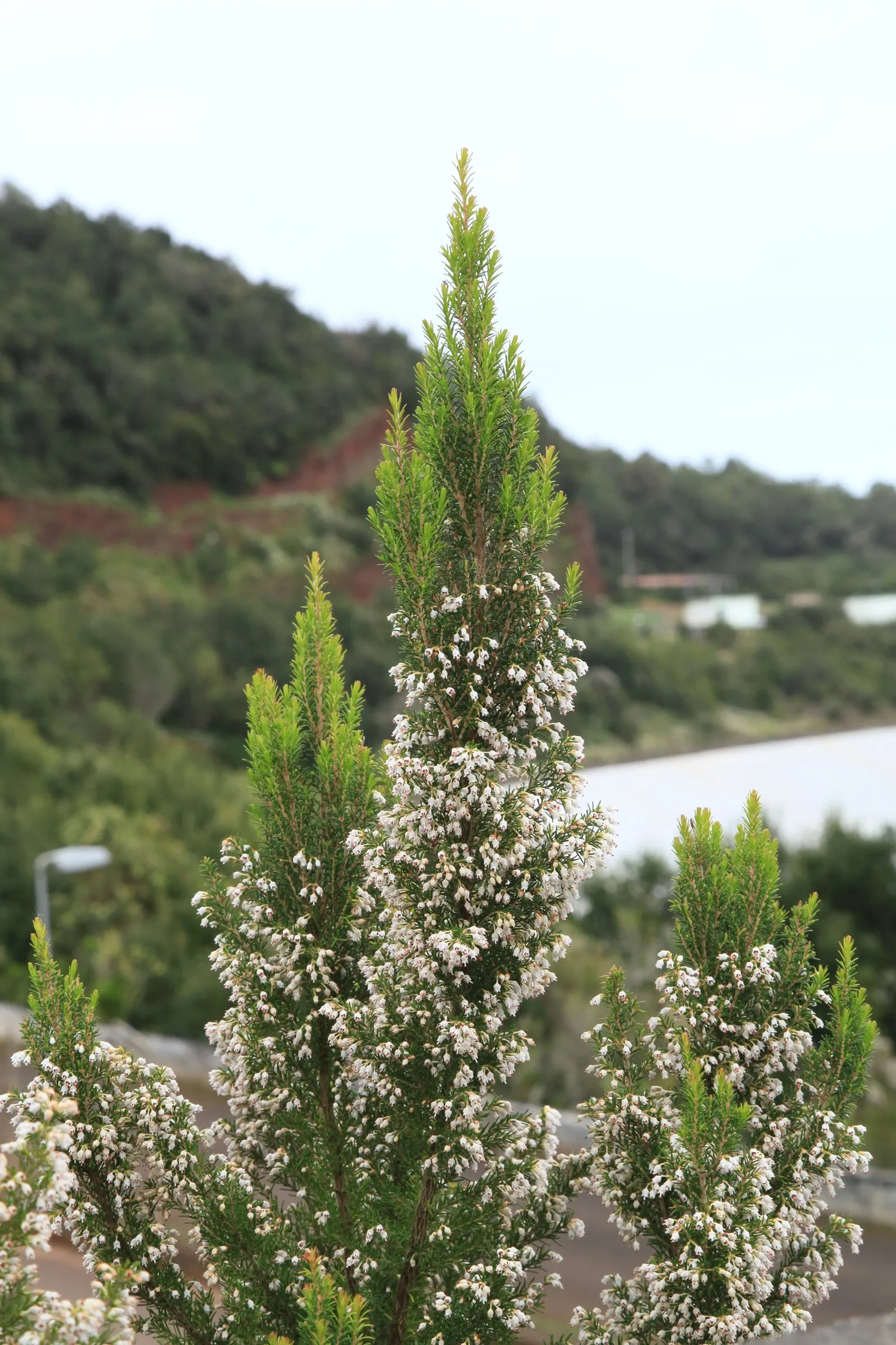 Tree Heath (Erica Arborea) — With its striking form and appealing blooms, image 50