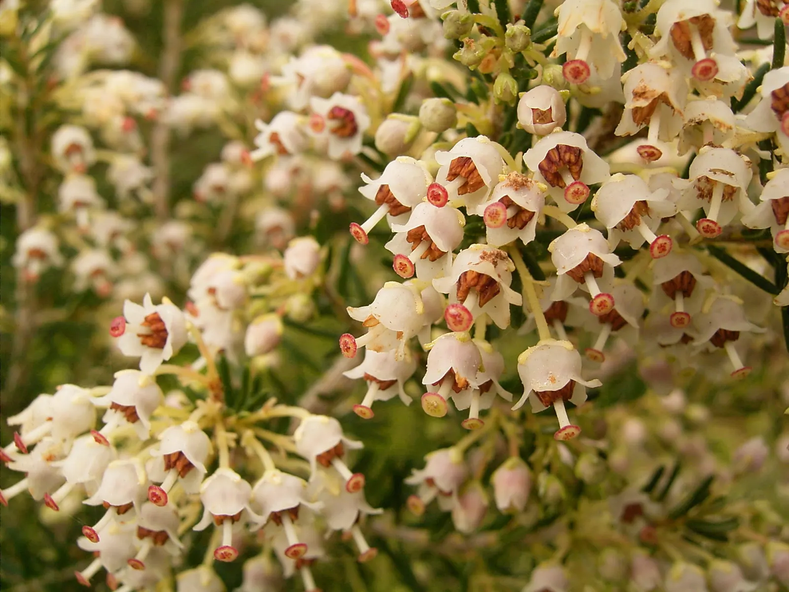 Tree Heath (Erica Arborea) — white flowers in the garden; with some specimens soaring up to 20 feet under ideal conditions