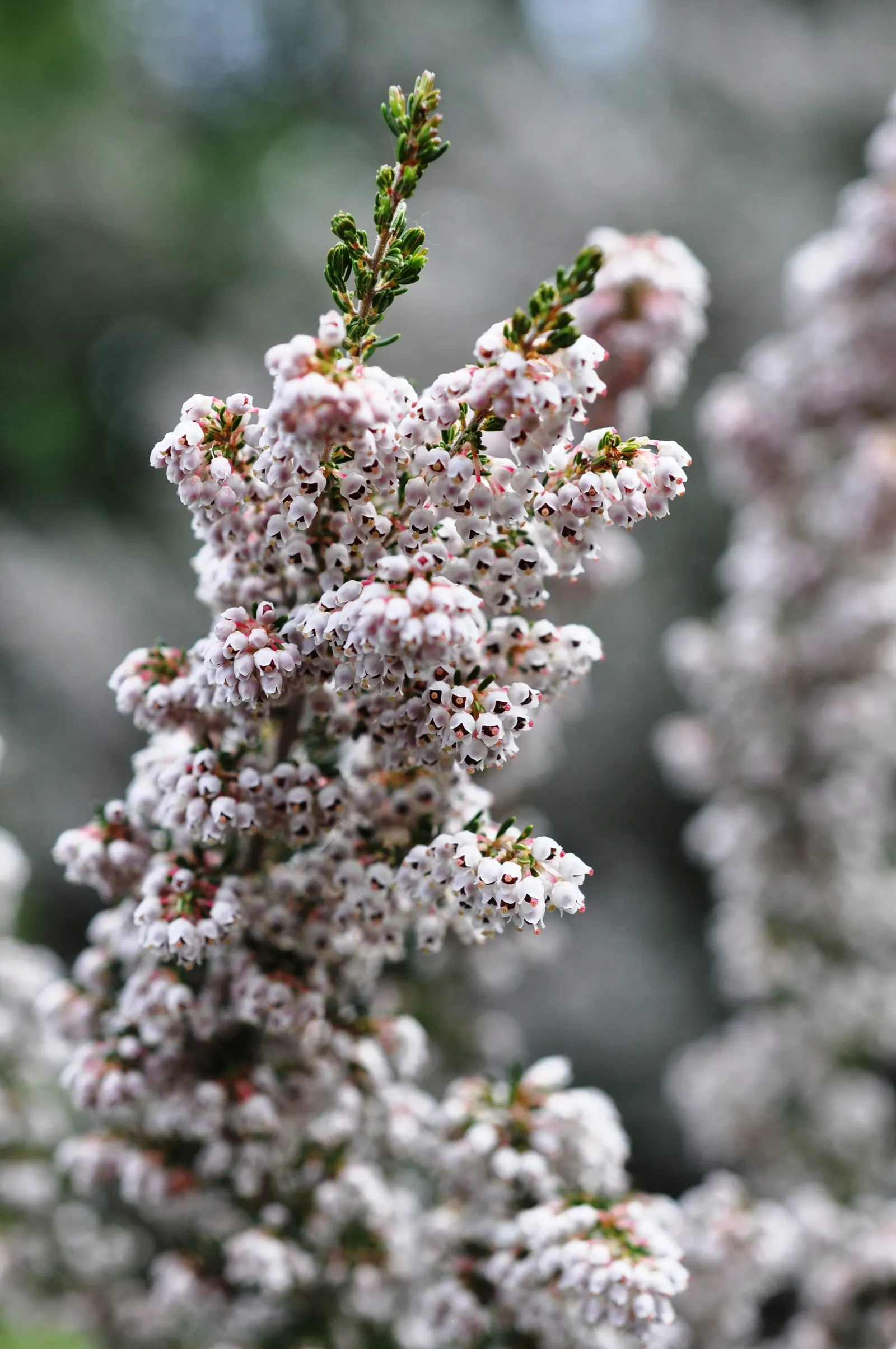 Tree Heath (Erica Arborea) — native to the Mediterranean region and parts of Africa; broadleaf evergreen / shrub / tree with white blooms