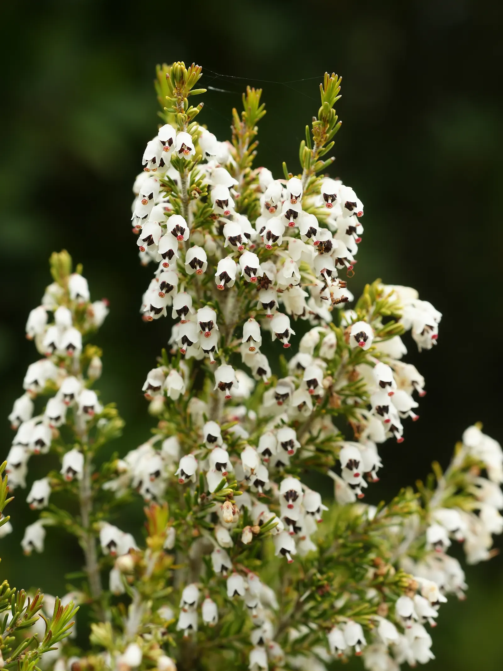 Tree Heath (Erica Arborea) — Erica arborea, commonly known as Tree Heath, is a graceful evergreen shrub reaching up to 20 feet in height; blooming occurs from