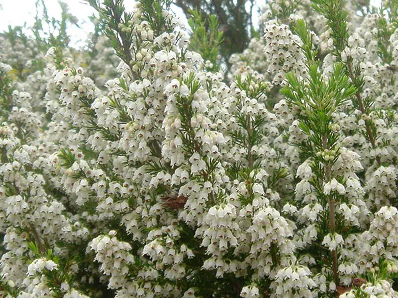 Tree Heath (Erica Arborea) — acidic soils and favors a site with full sun to partial shade