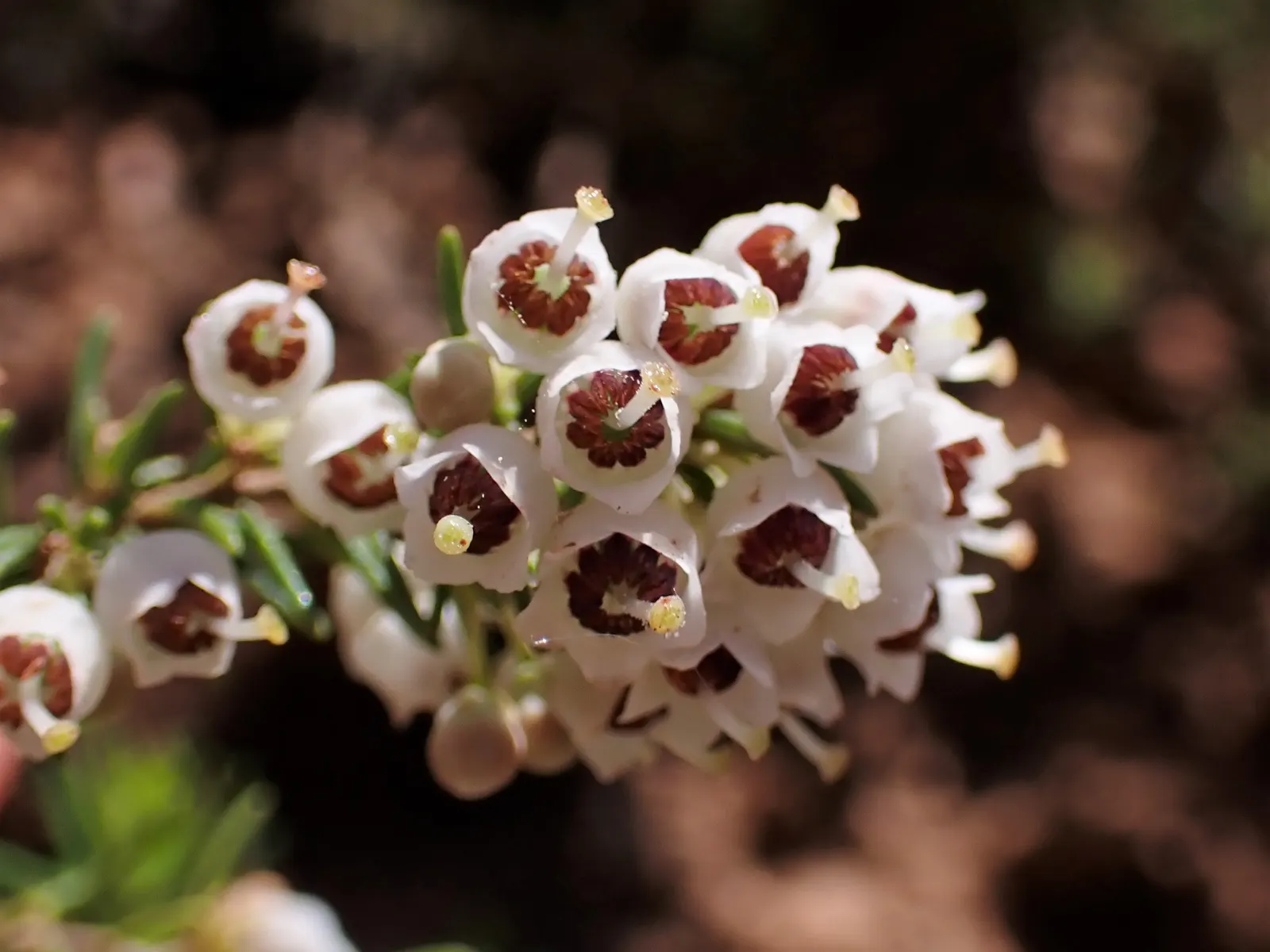 Tree Heath (Erica Arborea) — native to the Mediterranean region and parts of Africa