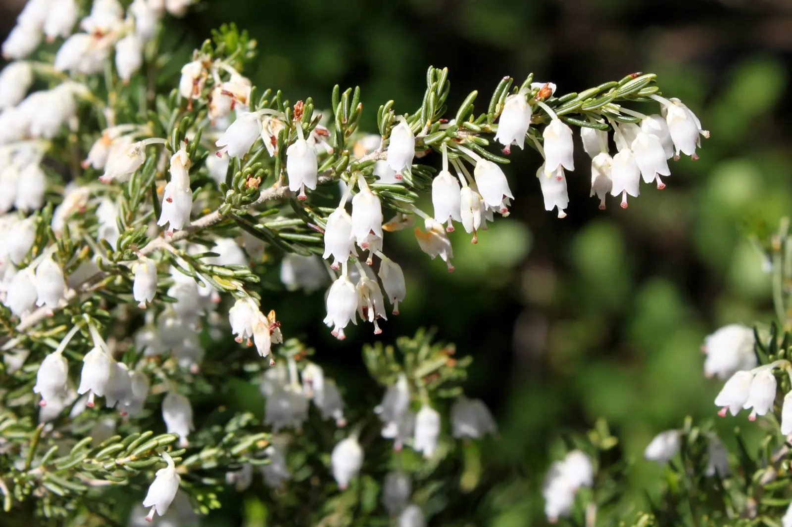 Tree Heath (Erica Arborea) — Its upright form and fine texture make it ideal for accents in Mediterranean or rock gardens, image 32