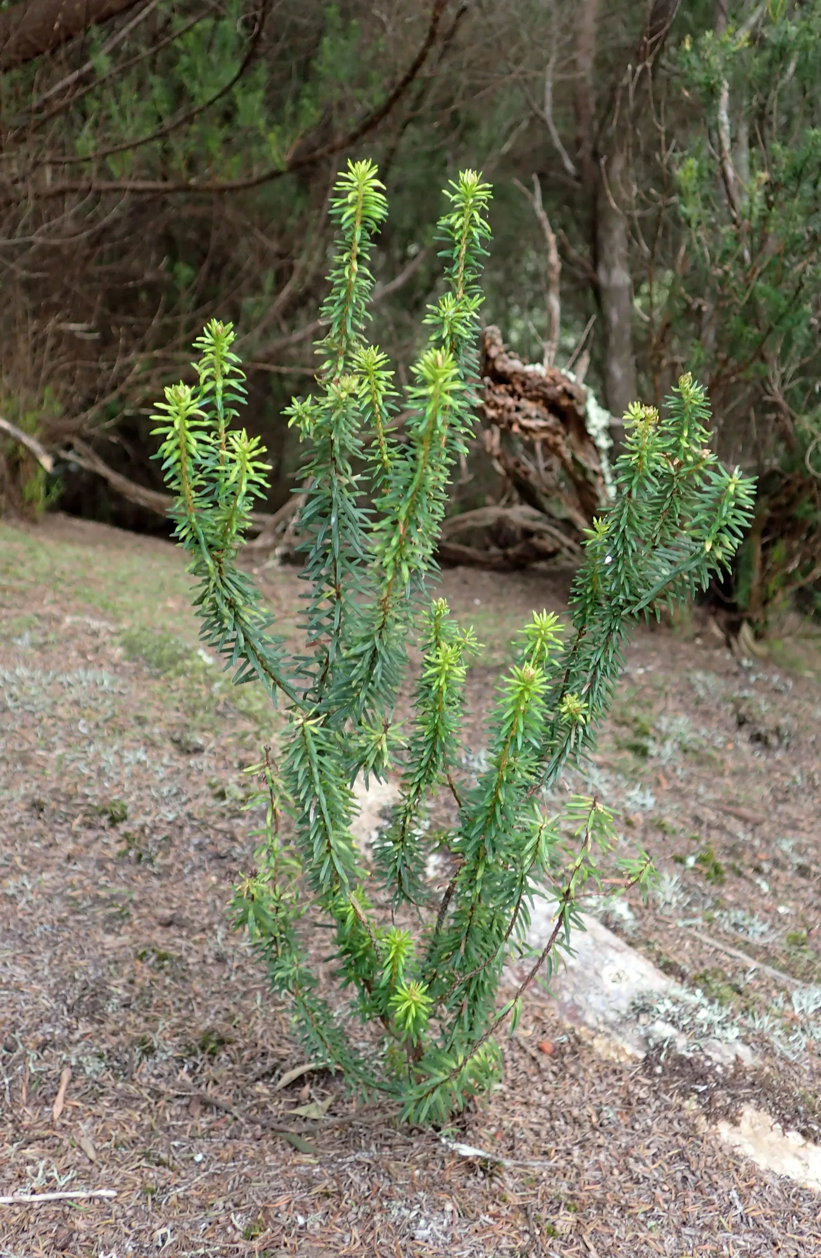 Tree Heath (Erica Arborea) — broadleaf evergreen / shrub / tree with white blooms