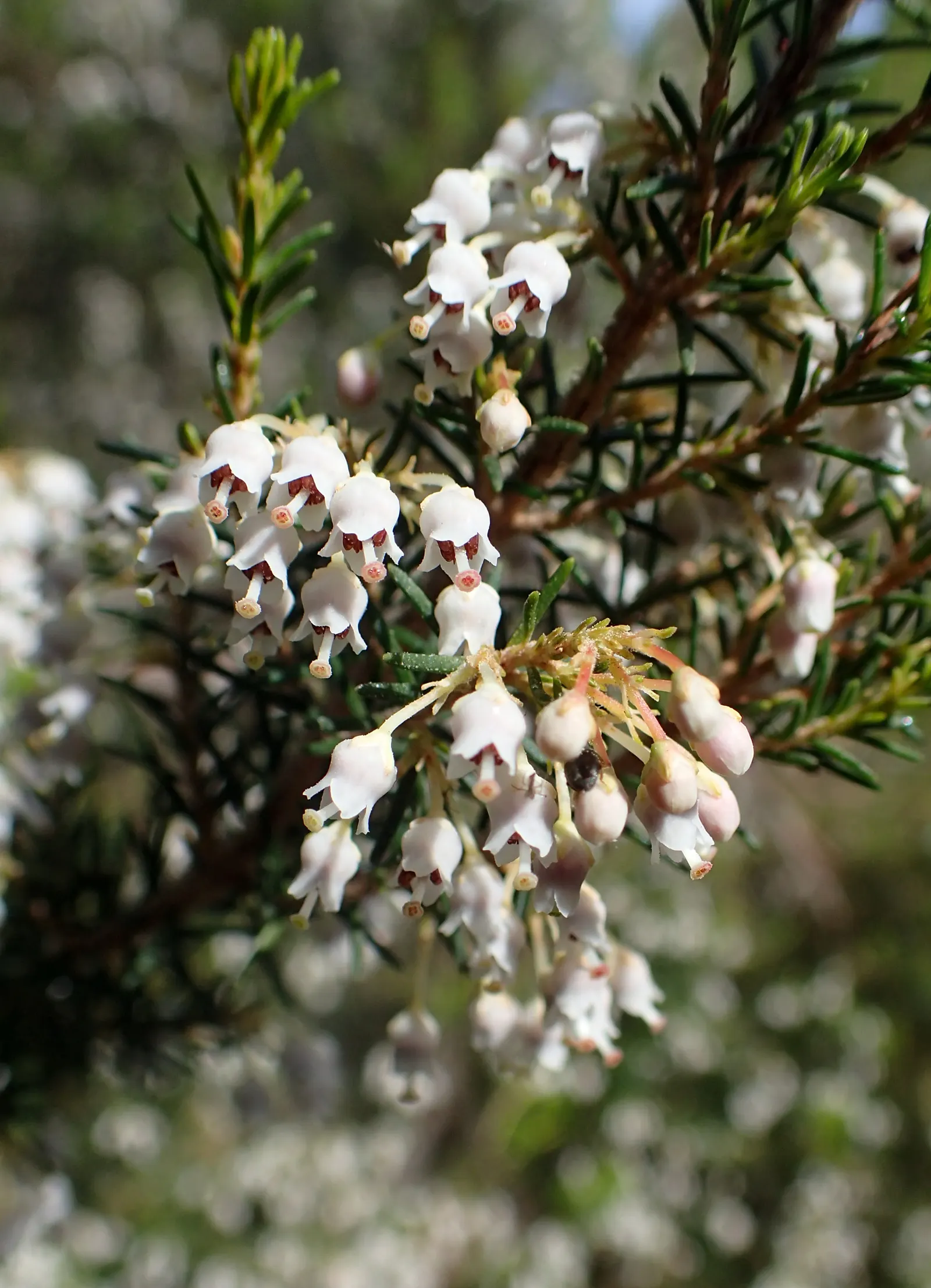 Tree Heath (Erica Arborea) — broadleaf evergreen / shrub / tree for full or half