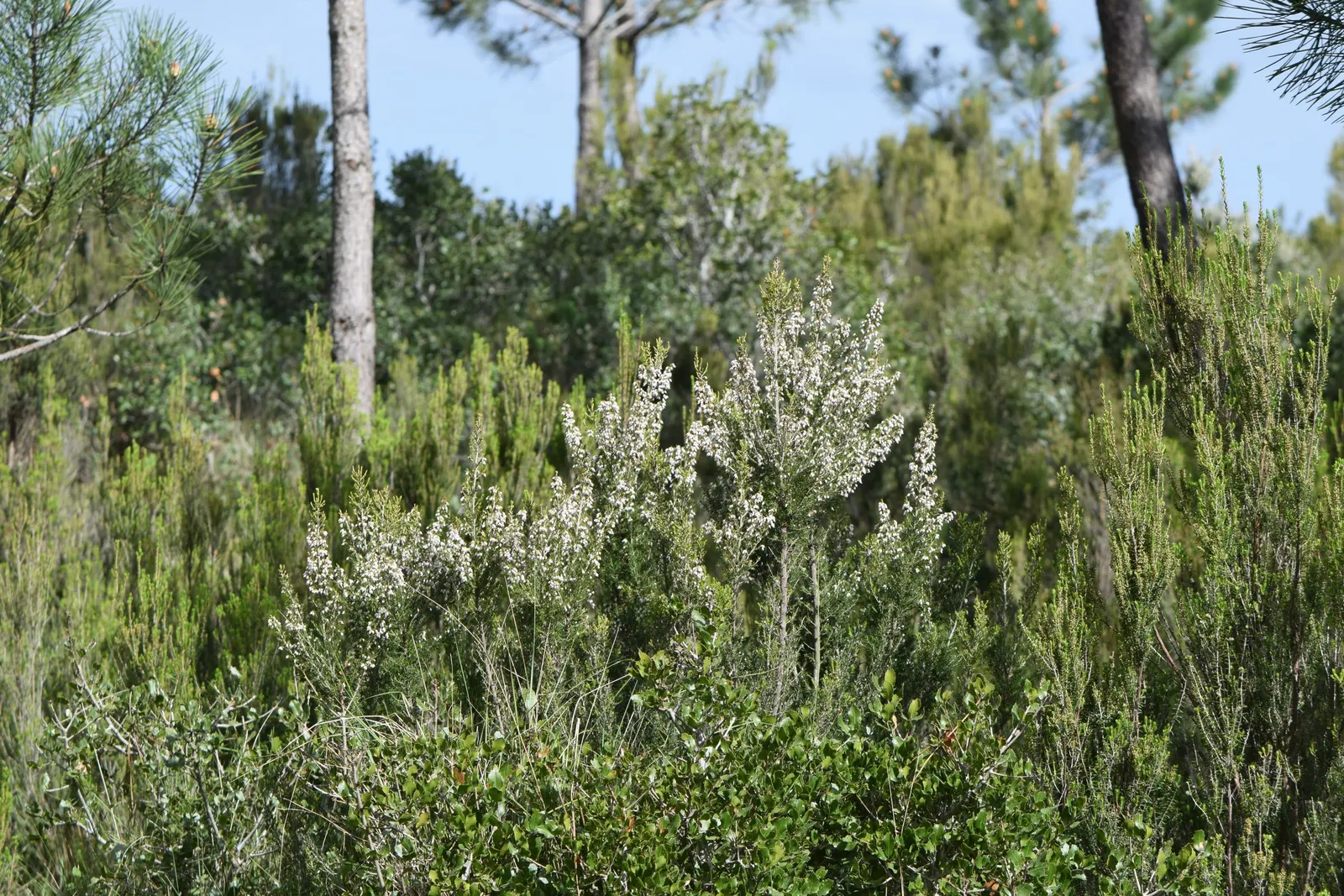 Tree Heath (Erica Arborea) — broadleaf evergreen / shrub / tree with white blooms; thus promoting biodiversity within your garden.<br><br>This hardy plant