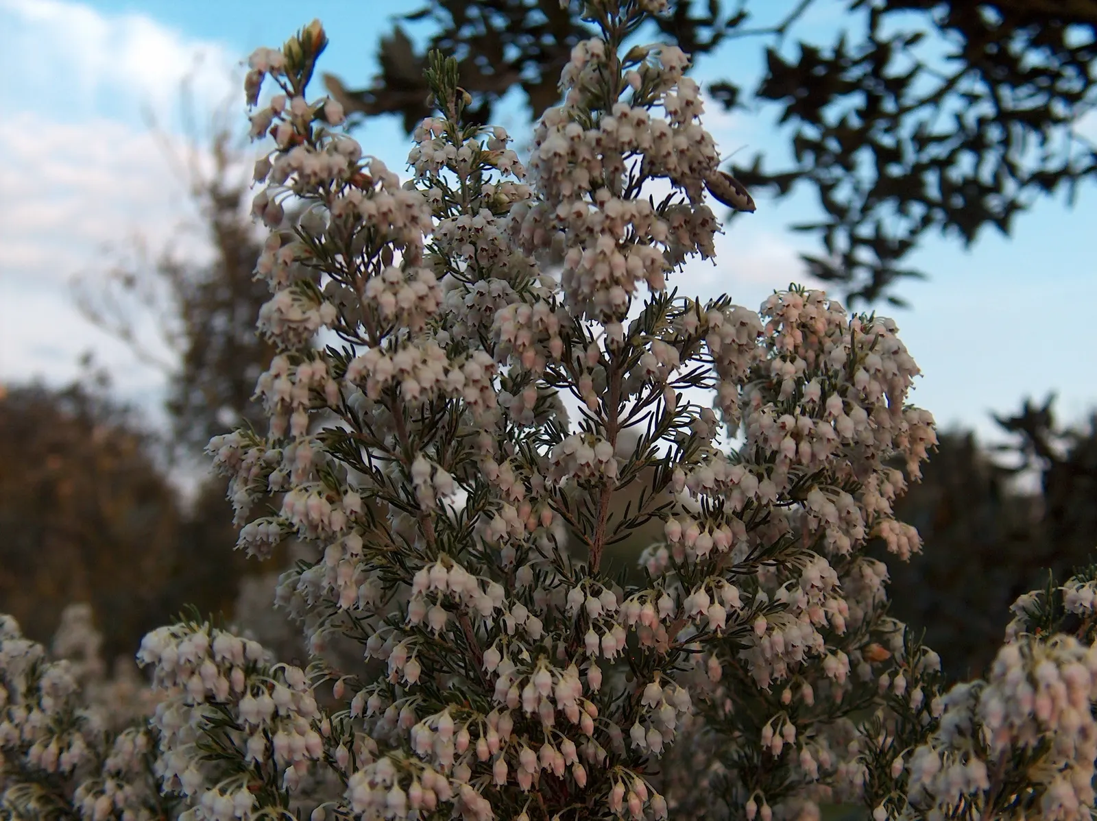 Tree Heath (Erica Arborea) — white flowers in the garden