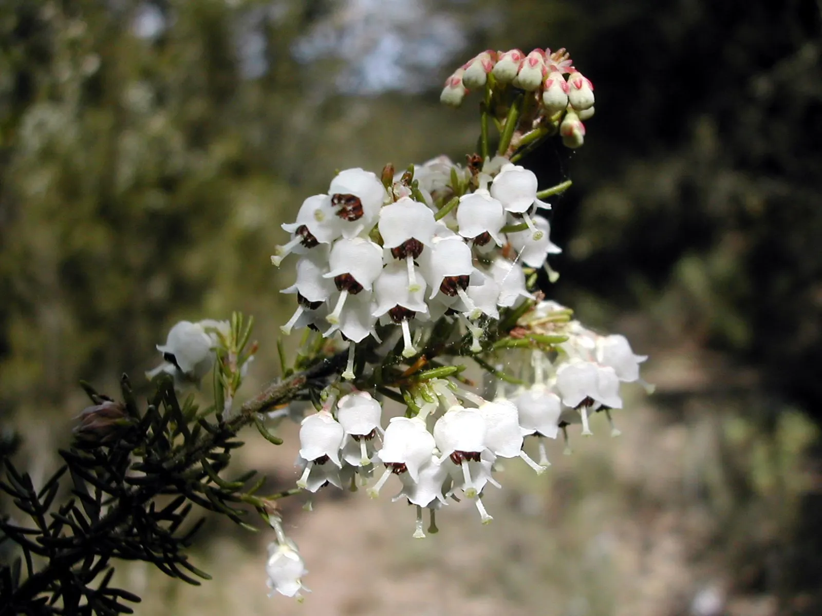 Tree Heath (Erica Arborea) — Blooming occurs from late winter through early spring, offering attractive nectar sources for pollinators