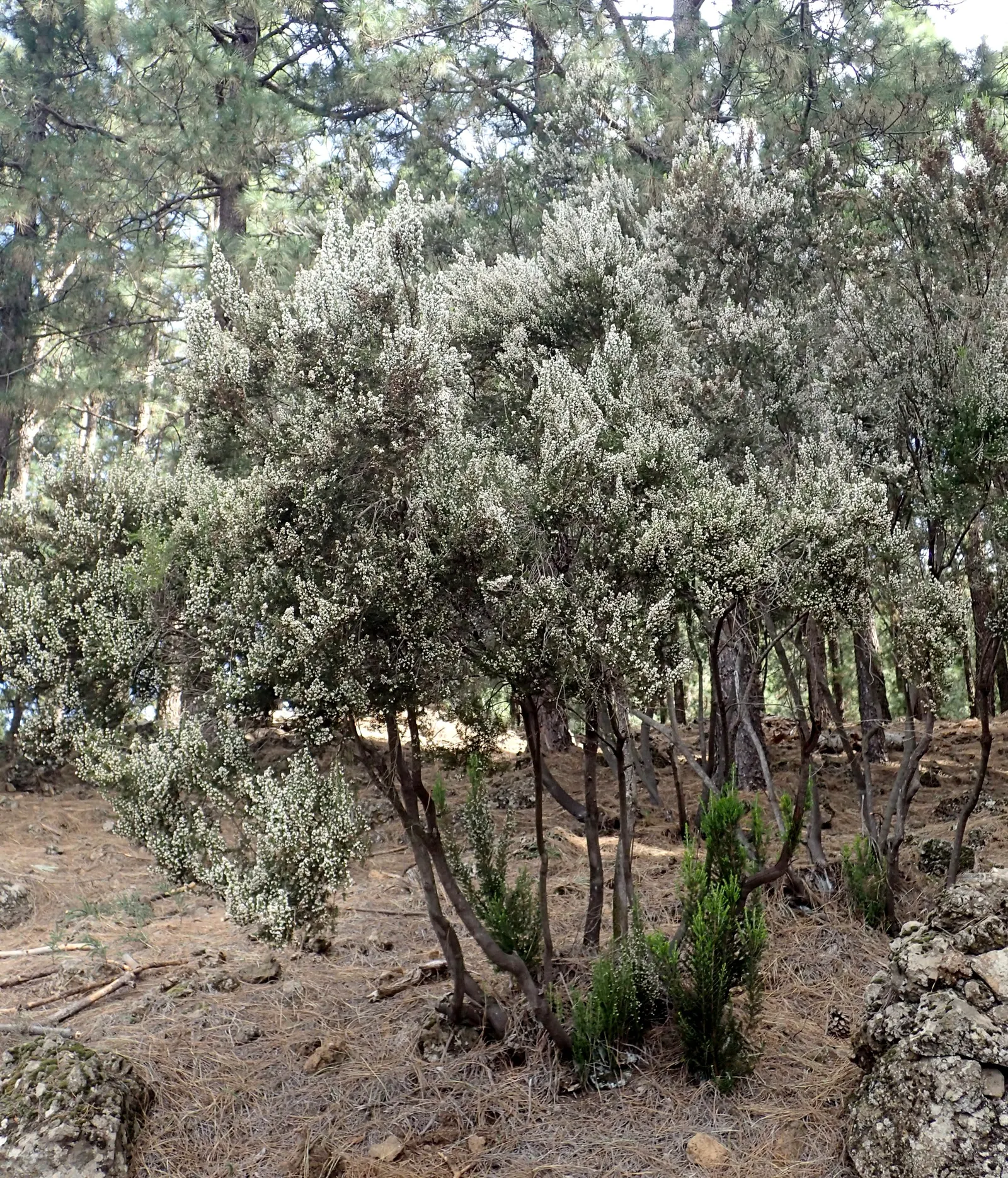 Tree Heath (Erica Arborea) — the Tree Heath is enveloped in a profusion of bell-shaped, image 41