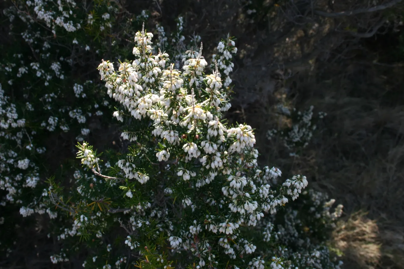 Tree Heath (Erica Arborea) — Blooming occurs from late winter through early spring, offering attractive nectar sources for pollinators; white flowers in the