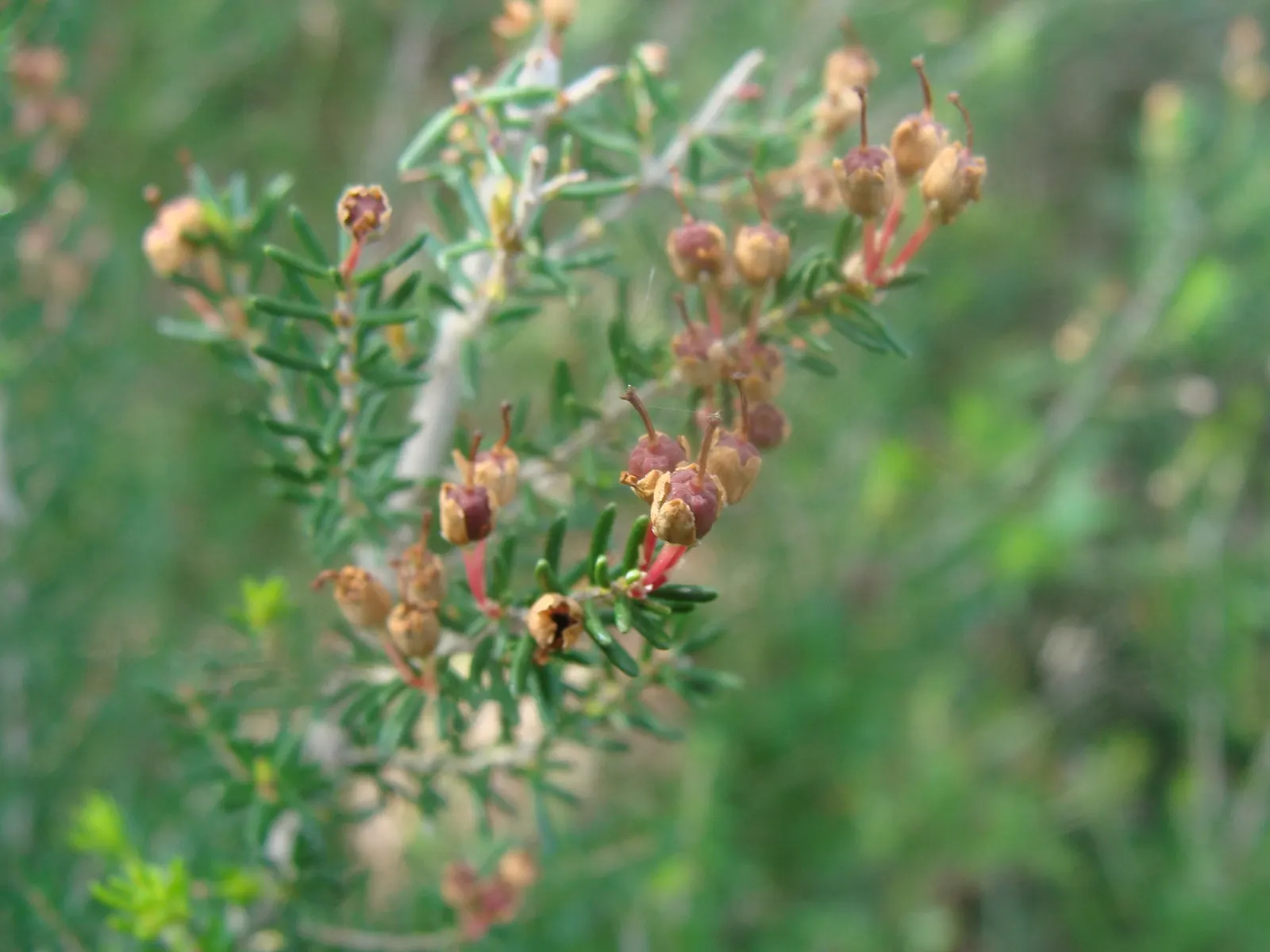 Tree Heath (Erica Arborea) — scientifically named Erica arborea; arranged in whorls that present a fine