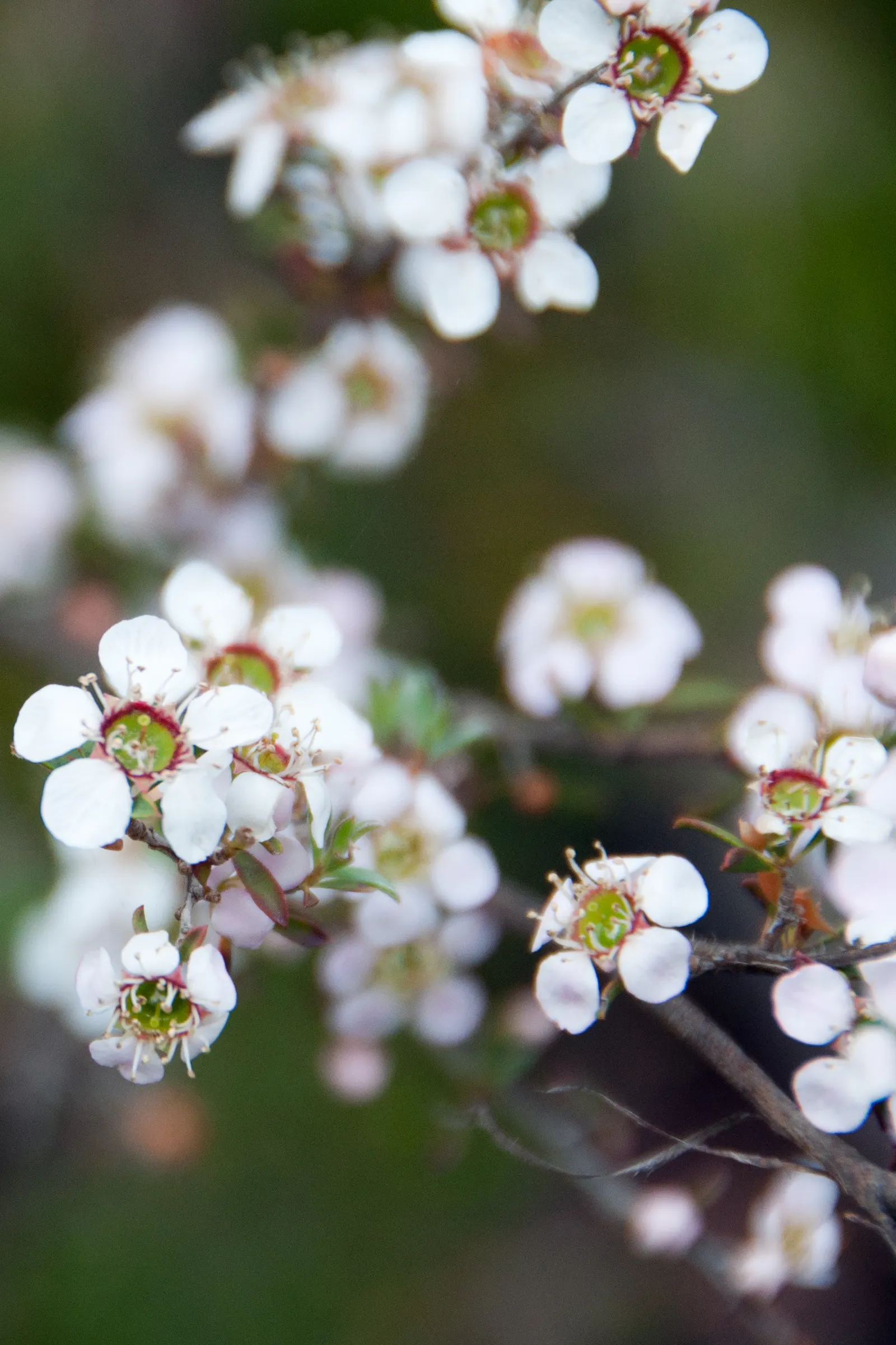 Tree Heath (Erica Arborea) — Its upright form and fine texture make it ideal for accents in Mediterranean or rock gardens, image 59