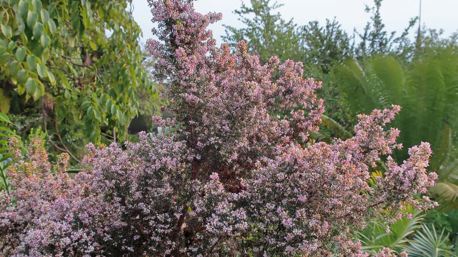 Tree Heath (Erica Arborea) — feathery texture.<br><br>From late winter into spring; is a captivating evergreen species well-suited for adding, image 67