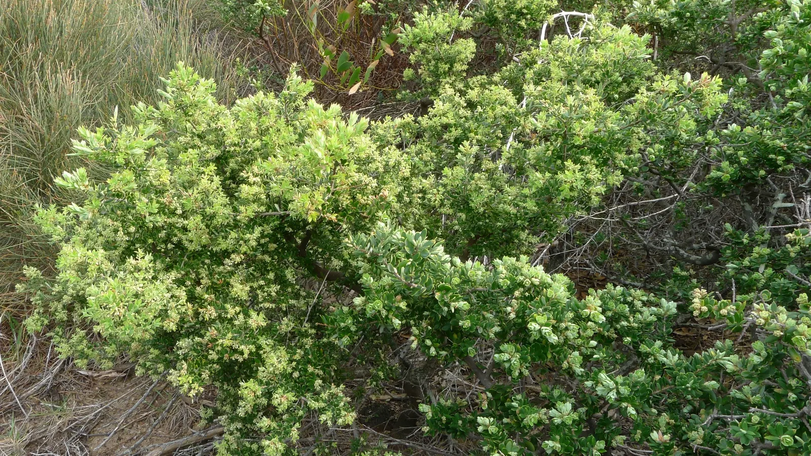Tree Heath (Erica Arborea) — typically reaches heights of 6 to 10 feet