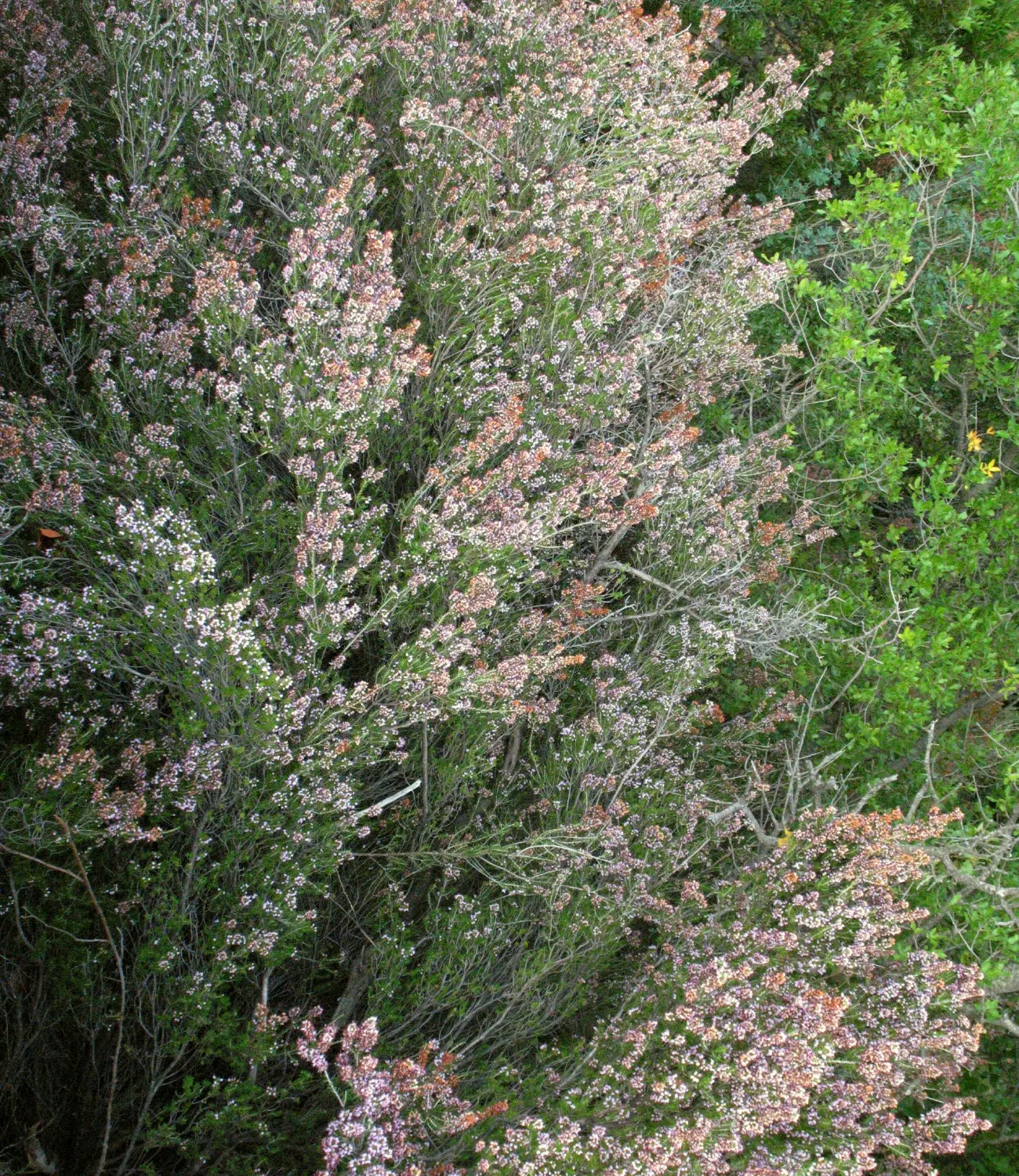 Tree Heath (Erica Arborea) — native to the Mediterranean region and parts of Africa; broadleaf evergreen / shrub / tree with white blooms, image 62