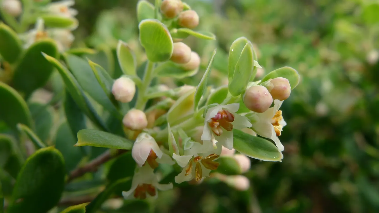 Tree Heath (Erica Arborea) — Its needle-like leaves and profuse white-to-pink bell-shaped flowers flourish in USDA zones 7-9; needle-like leaves approximately