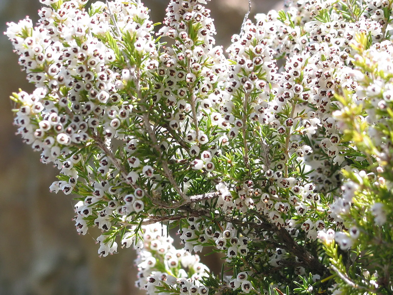 Tree Heath (Erica Arborea) — Erica arborea, commonly known as Tree Heath, is a graceful evergreen shrub reaching up to 20 feet in height