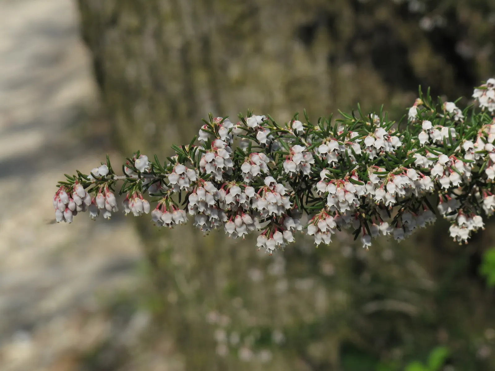 Tree Heath (Erica Arborea) — thus promoting biodiversity within your garden.<br><br>This hardy plant thrives in well-drained; native to the Mediterranean