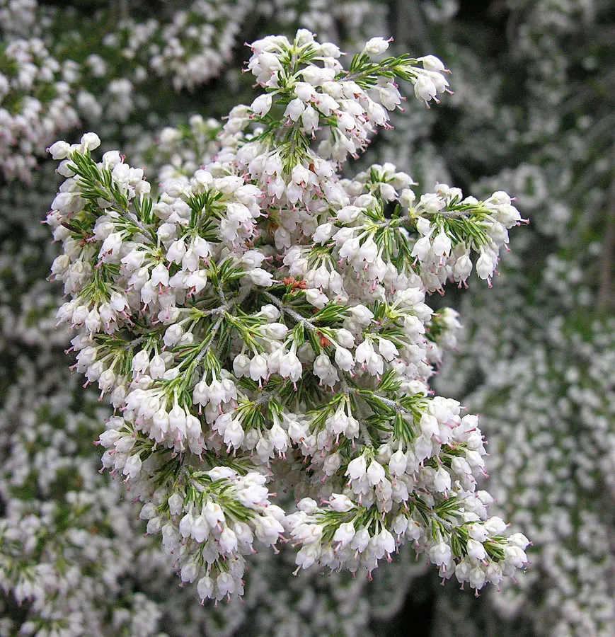 Tree Heath (Erica Arborea) — arranged in whorls that present a fine