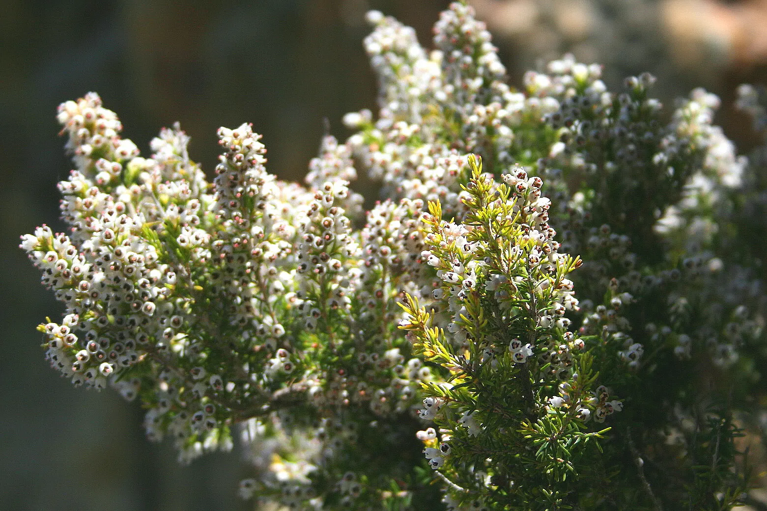 Tree Heath (Erica Arborea) — thus promoting biodiversity within your garden.<br><br>This hardy plant thrives in well-drained