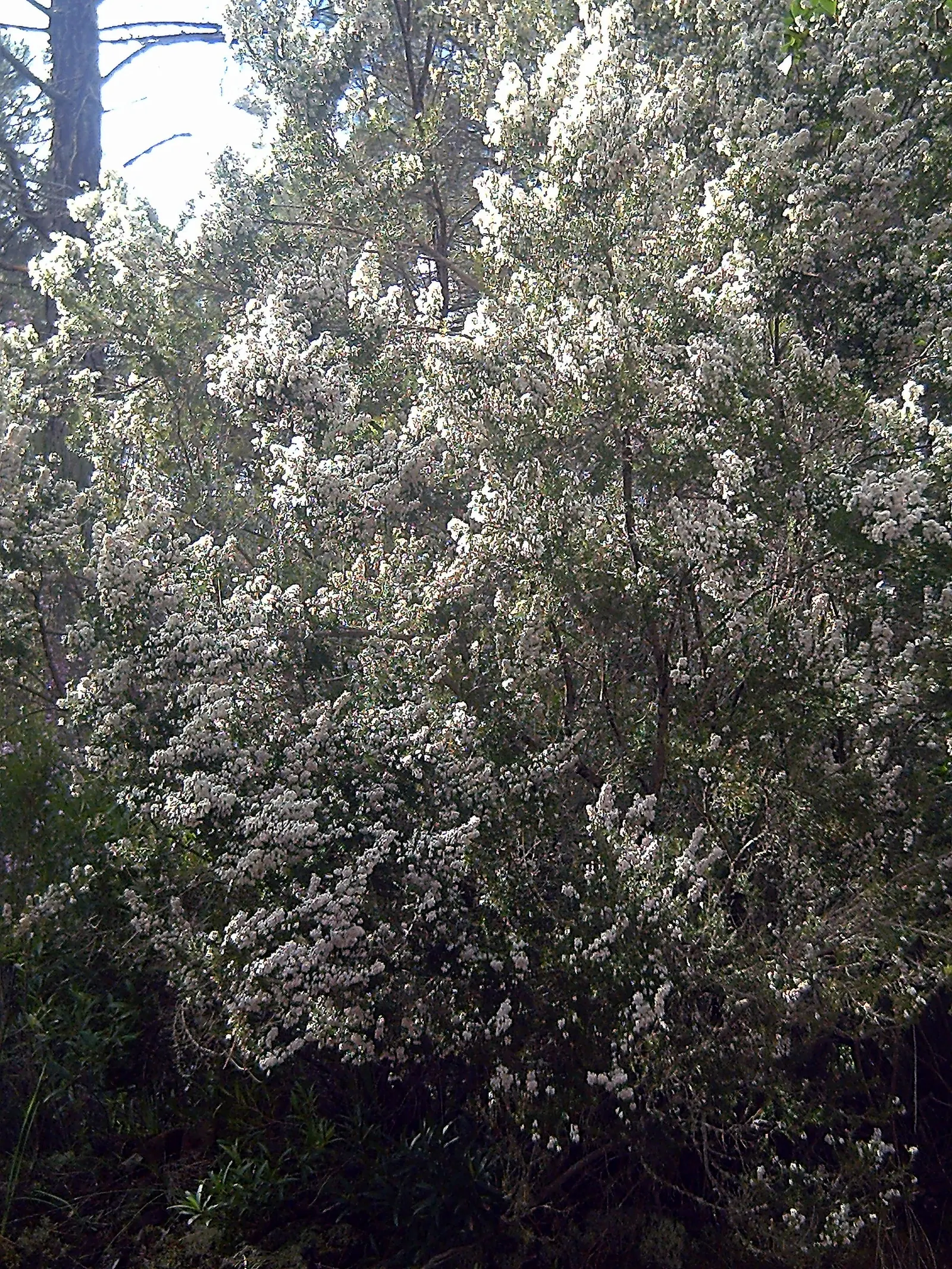 Tree Heath (Erica Arborea) — scientifically named Erica arborea