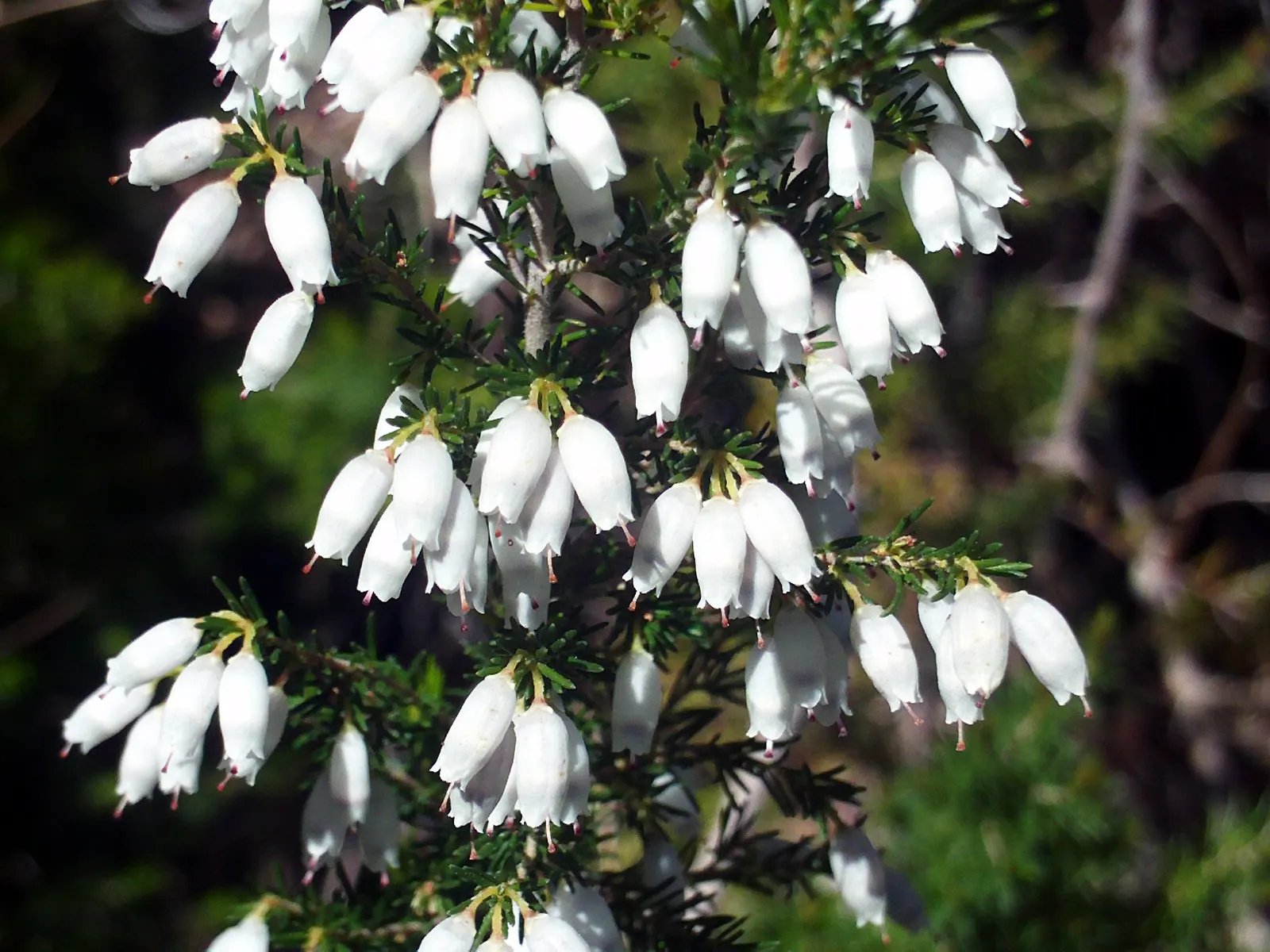 Tree Heath (Erica Arborea) — Its needle-like leaves and profuse white-to-pink bell-shaped flowers flourish in USDA zones 7-9