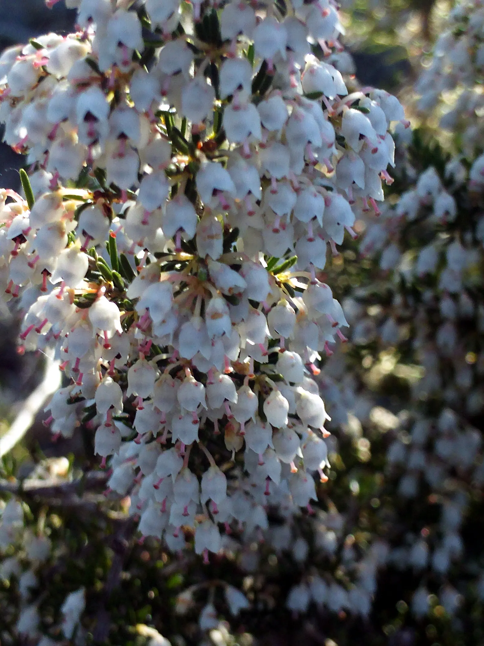 Tree Heath (Erica Arborea) — With its striking form and appealing blooms