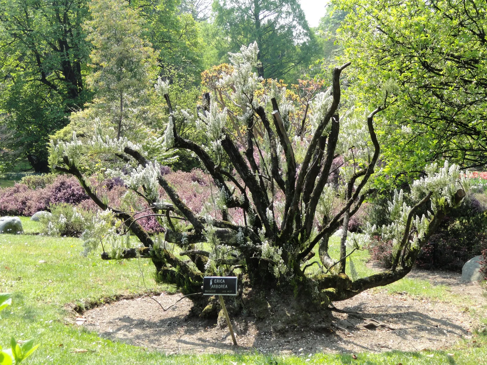 Tree Heath (Erica Arborea) — Erica arborea, commonly known as Tree Heath, is a graceful evergreen shrub reaching up to 20 feet in height; blooming, image 55