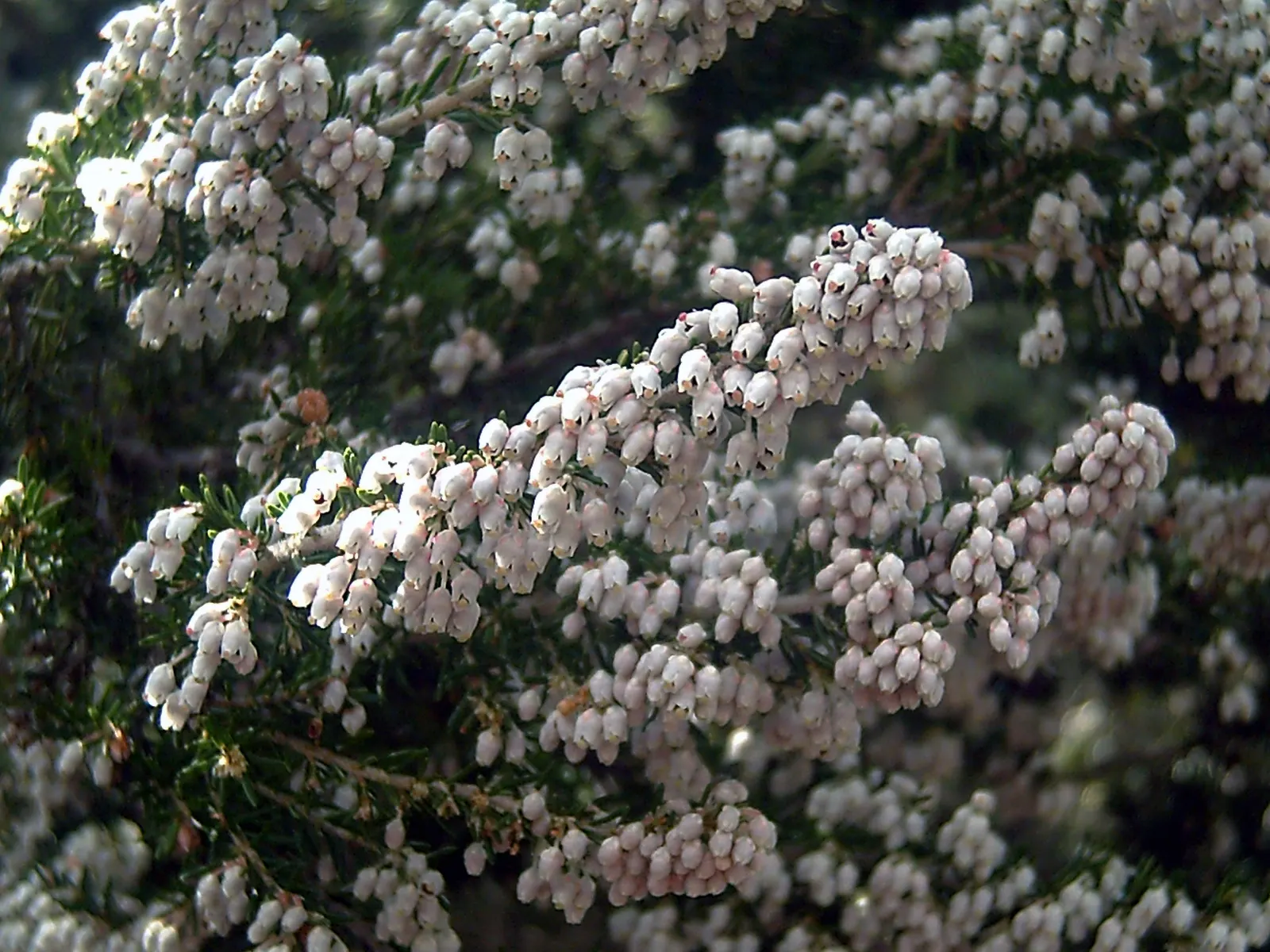 Tree Heath (Erica Arborea) — Hardy to USDA zones 7 through 9
