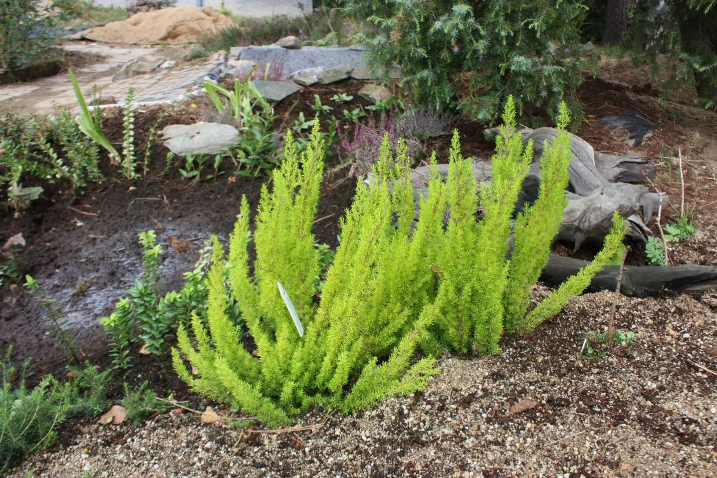 Tree Heath (Erica Arborea) — typically reaches heights of 6 to 10 feet; scientifically named Erica arborea