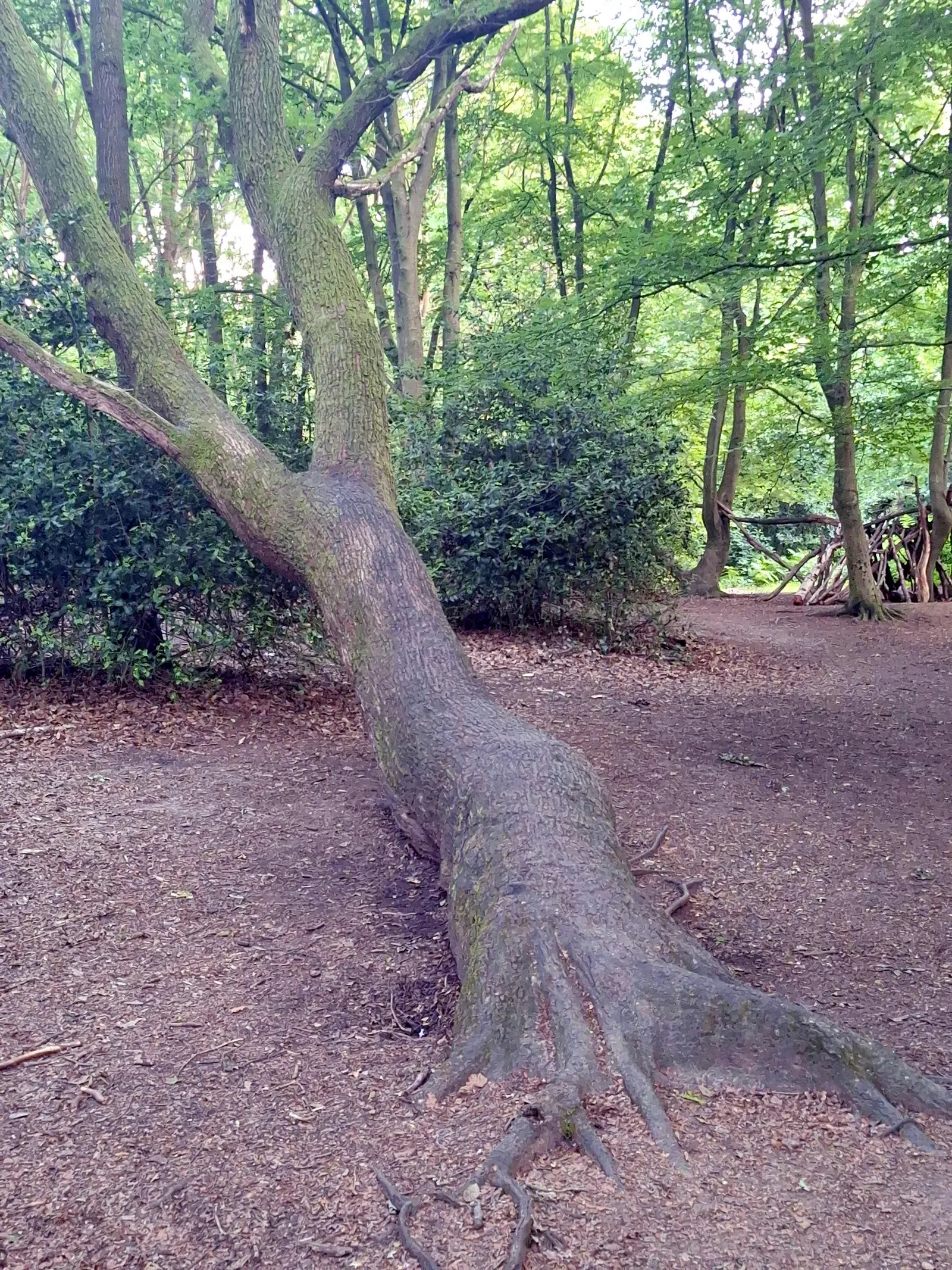 Tree Heath (Erica Arborea) — each emitting a delightful; erica arborea, commonly known as Tree Heath, is a graceful evergreen shrub reaching up to 20 feet in
