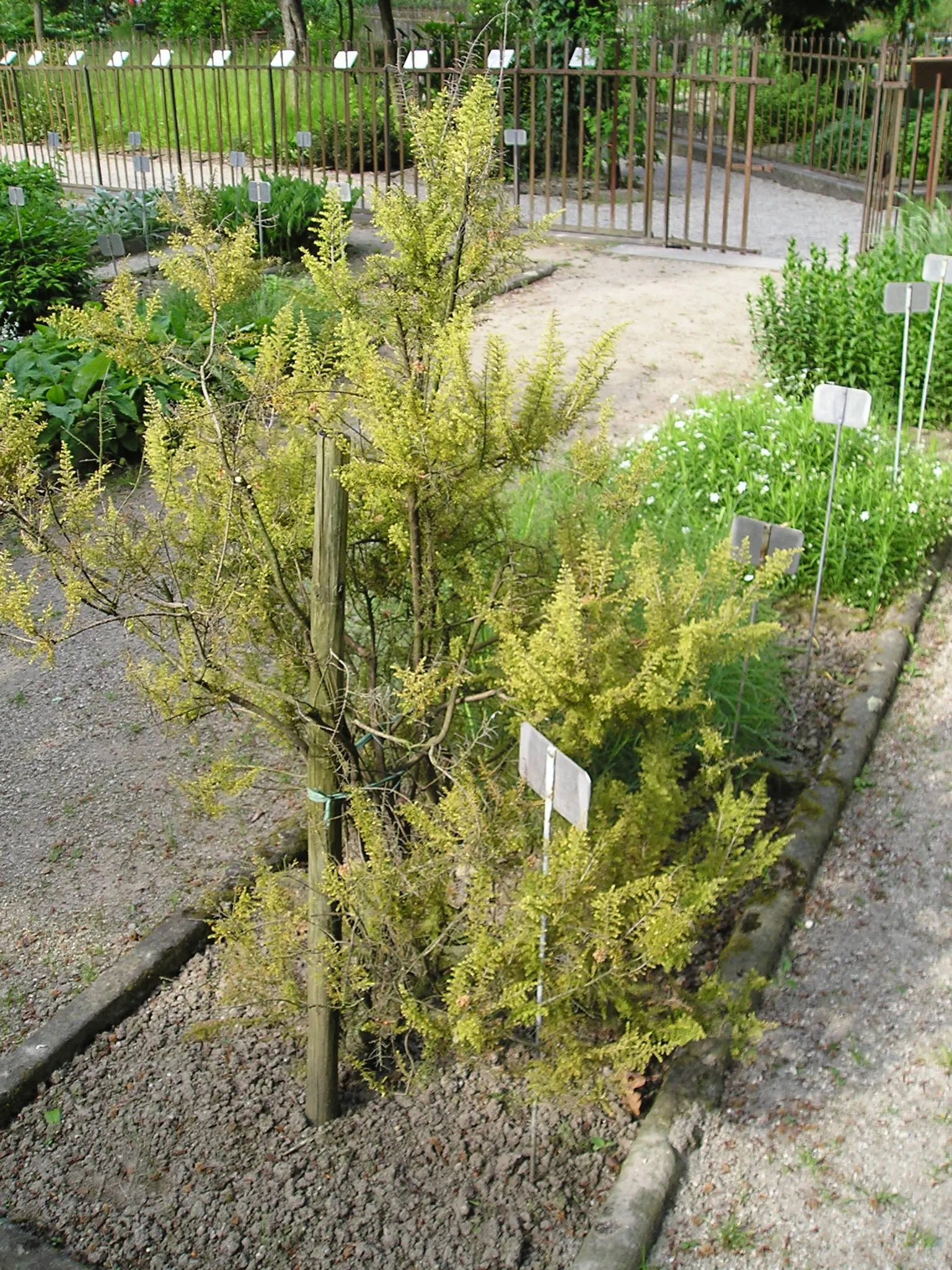 Tree Heath (Erica Arborea) — needle-like leaves approximately 0.2 to 0.6 inches in length